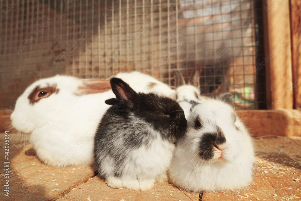 Cute funny rabbits in zoological garden