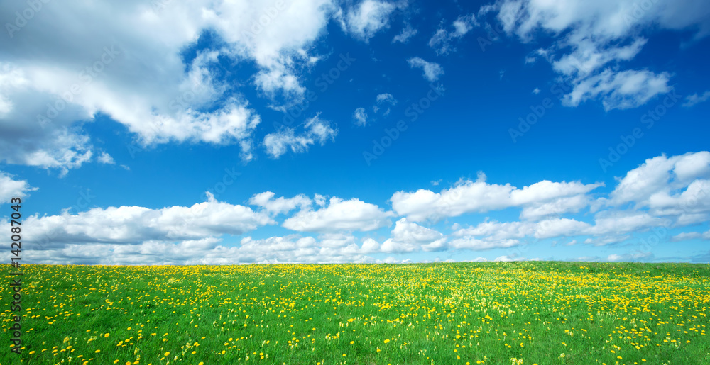 Field with yellow dandelions and blue sky