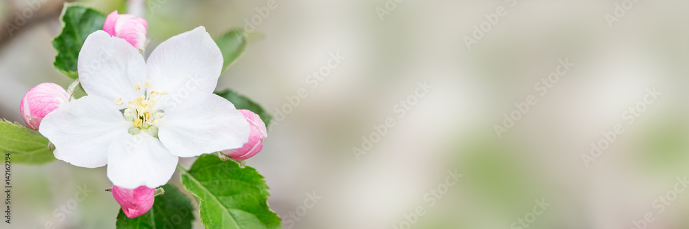 开着白花的苹果树枝