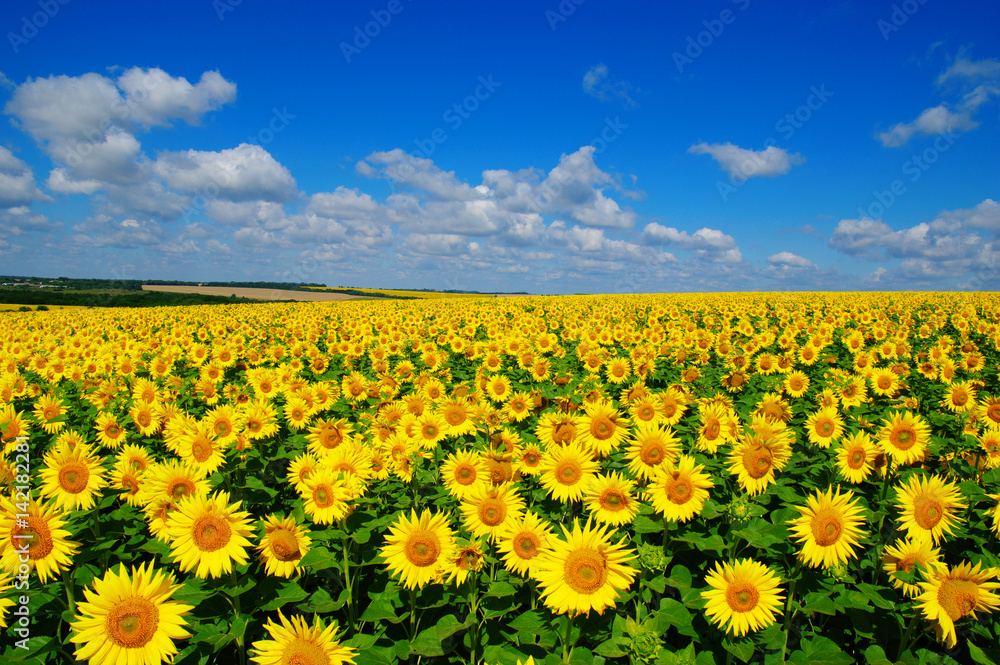 field of blooming sunflowers