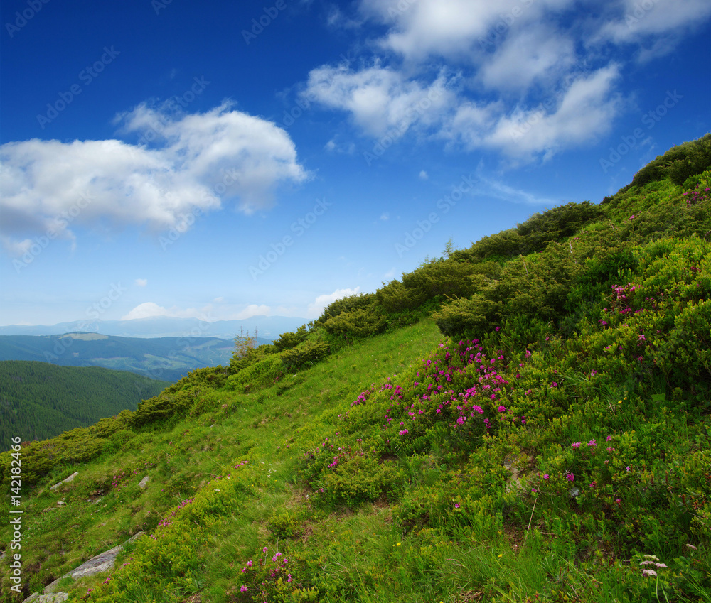 Mountain landscape in summer