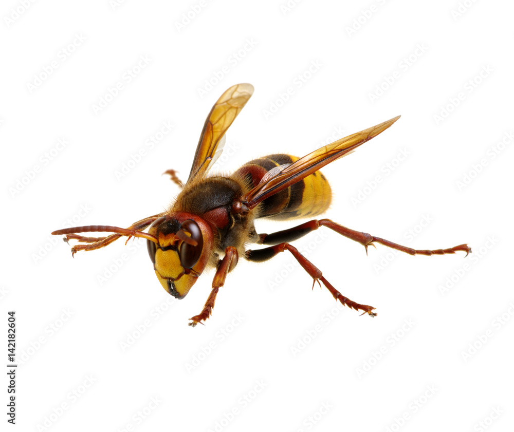 hornet isolated on white