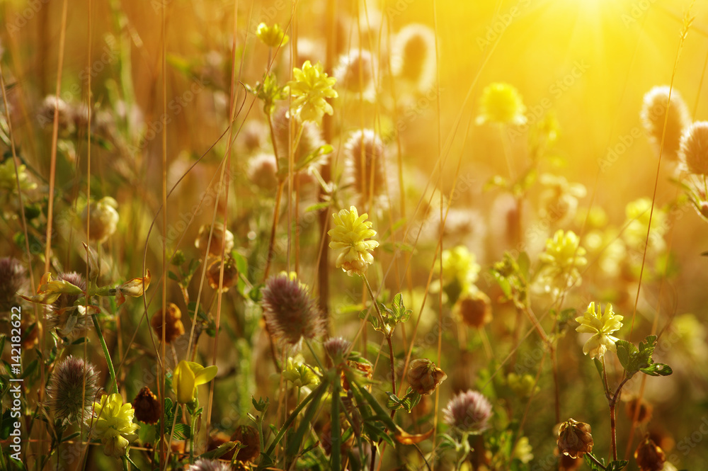 field of spring flowers