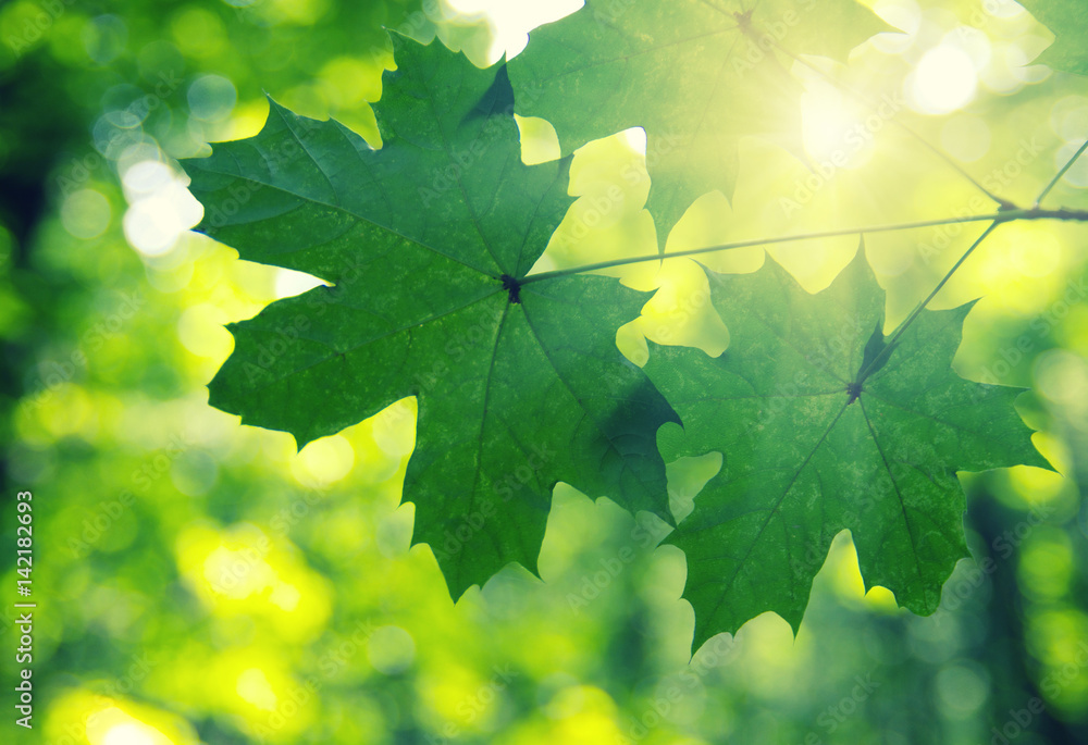 Green leaves and sun