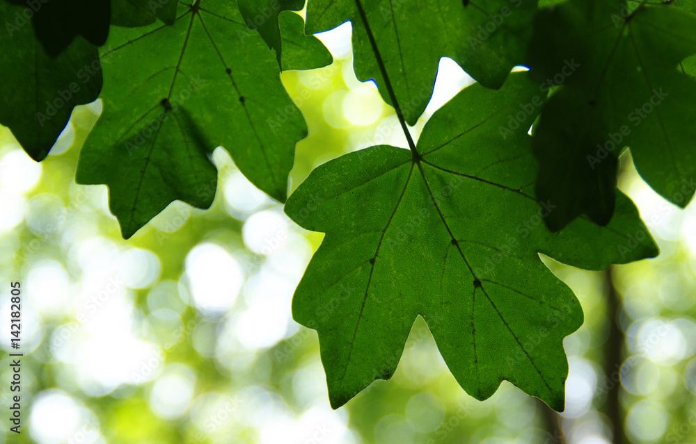 Green leaves on the green