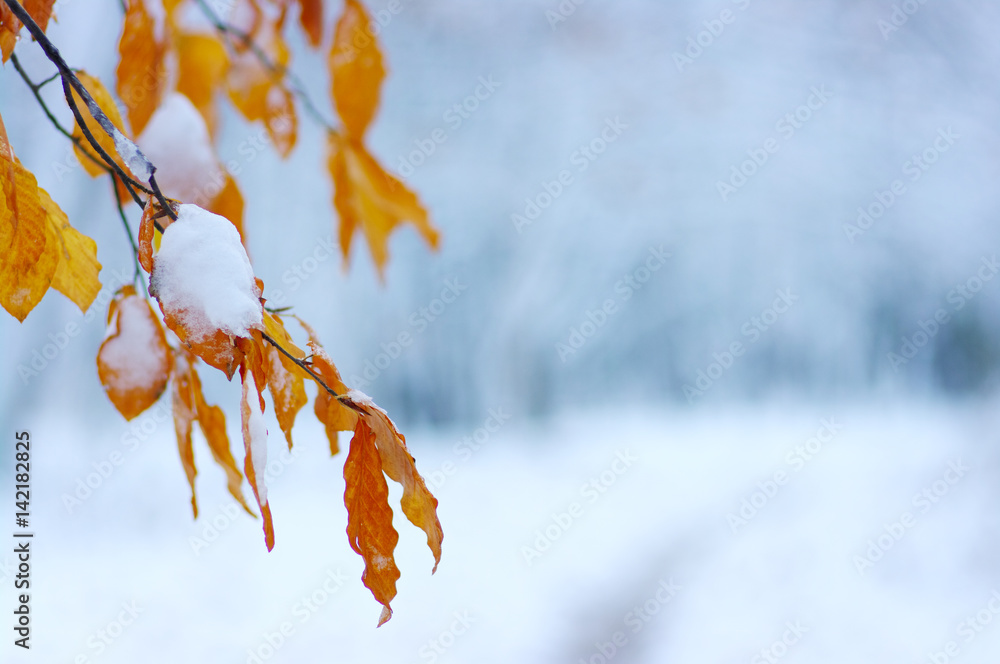 雪中黄叶。