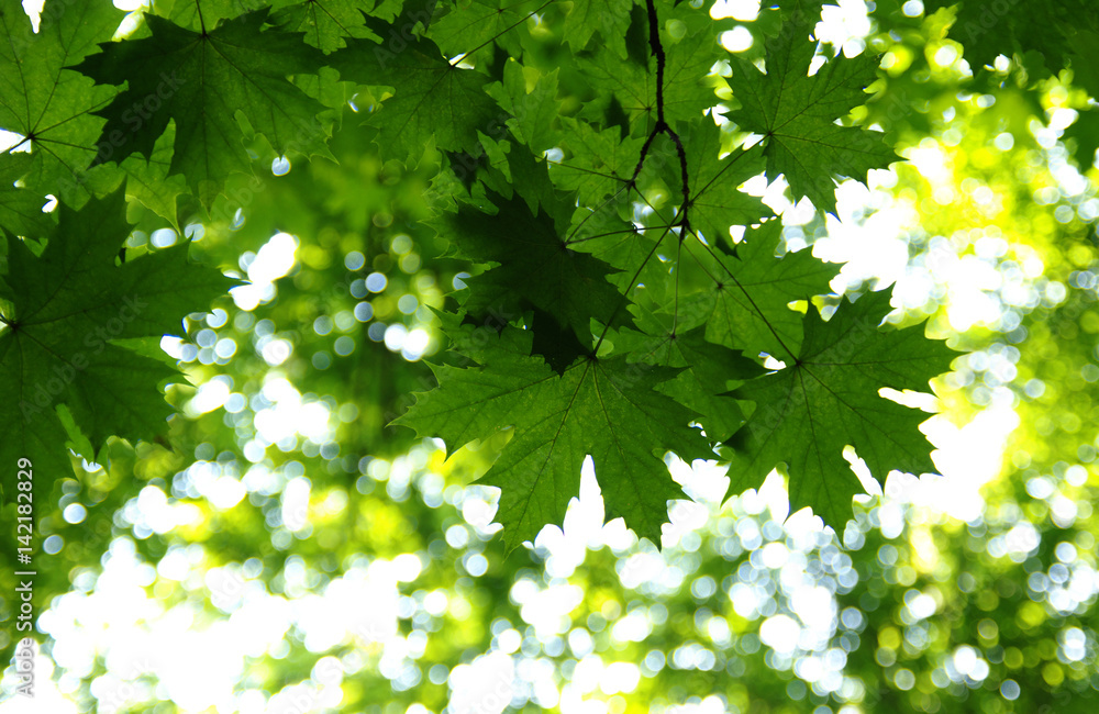 Green leaves on the green