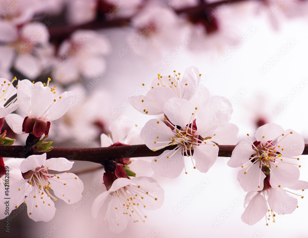 Branch with blossoms