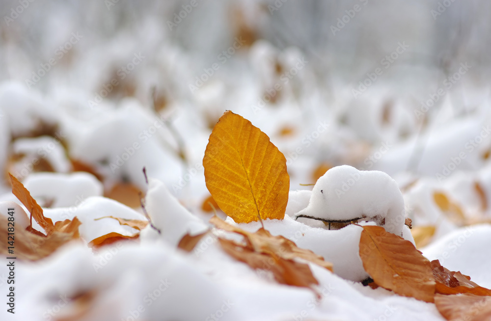 雪中黄叶。