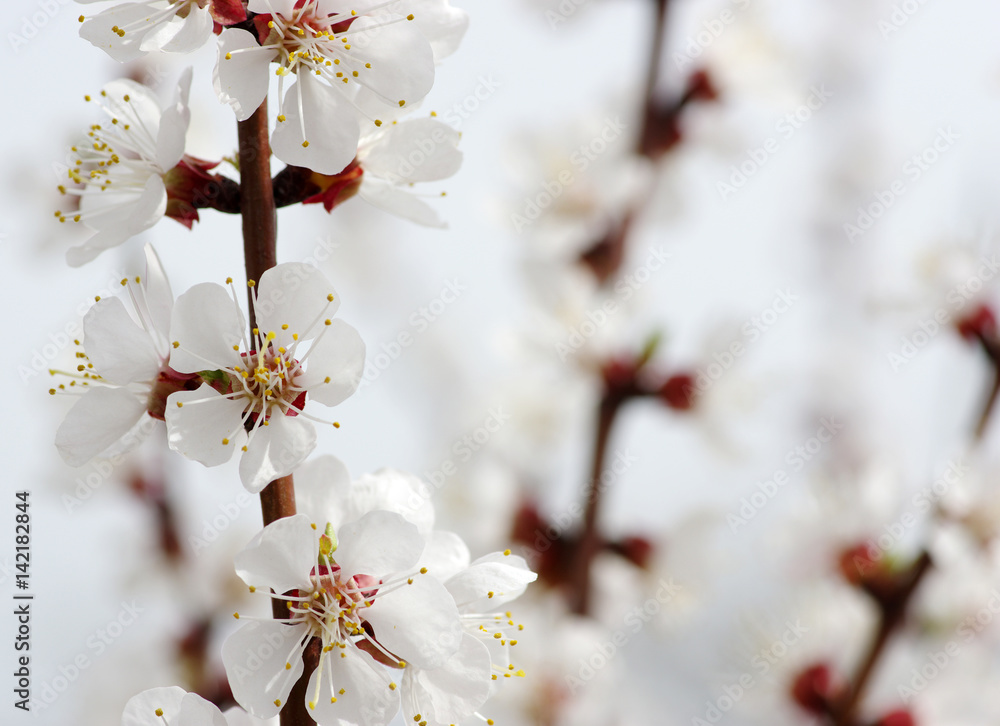 Branch with blossoms