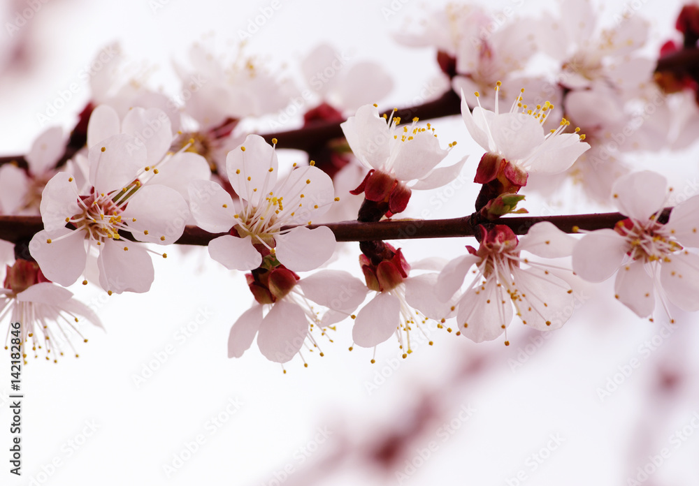 Branch with blossoms