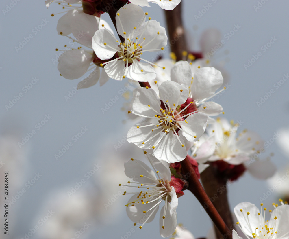 Branch with blossoms