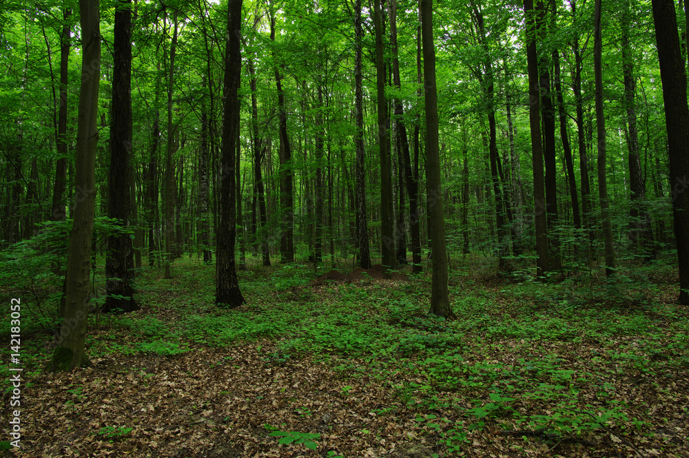 Trees in green forest