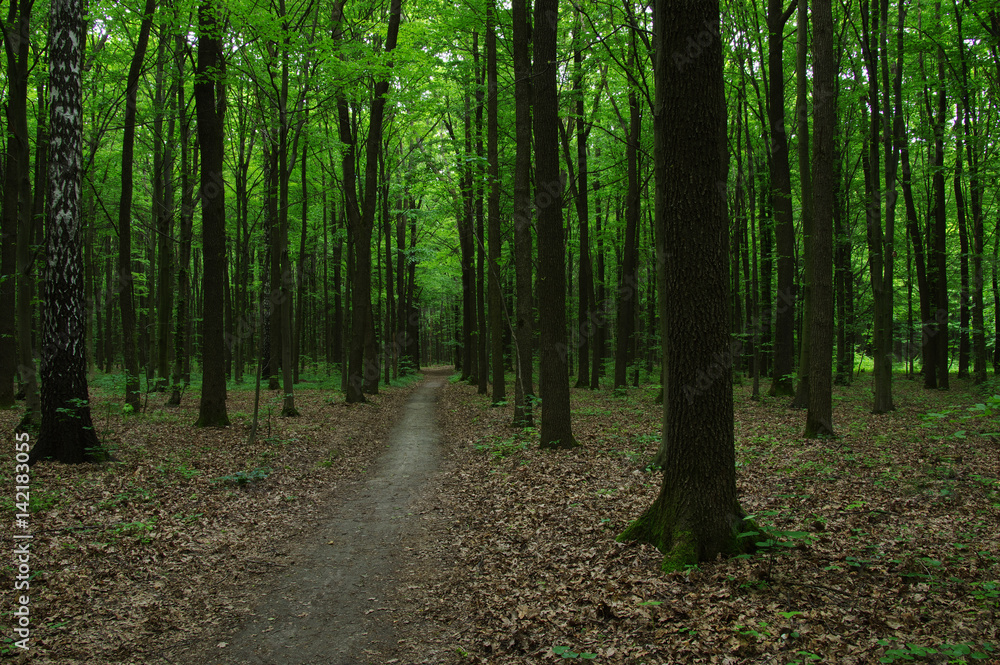 Trees in green forest