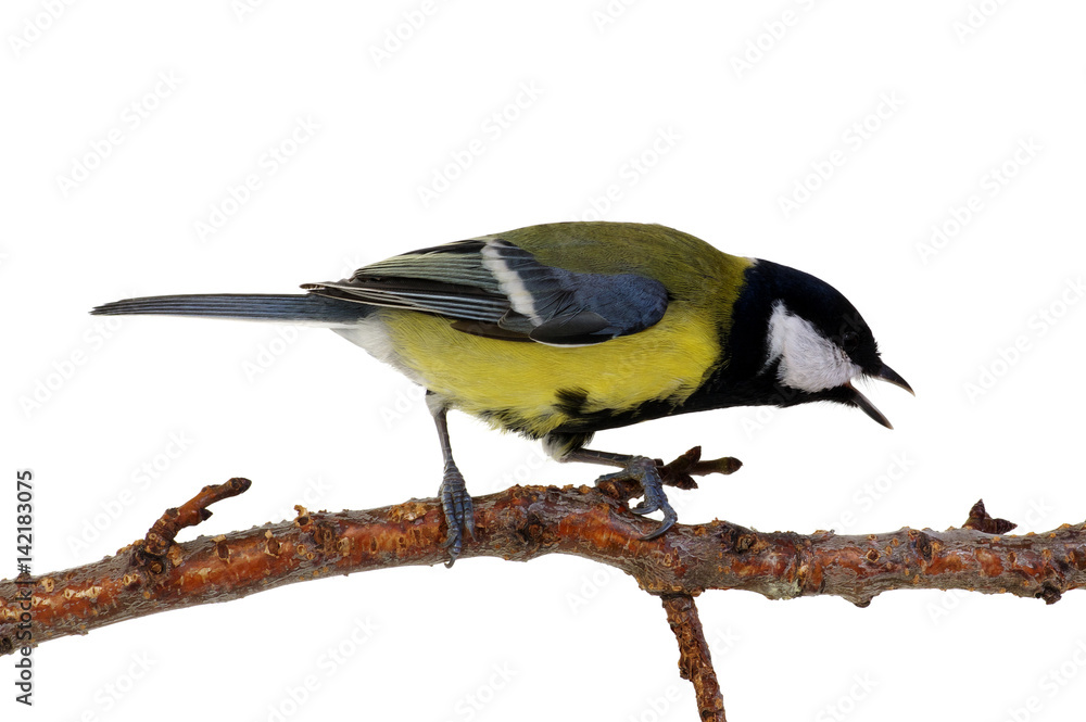 great tit on a branch