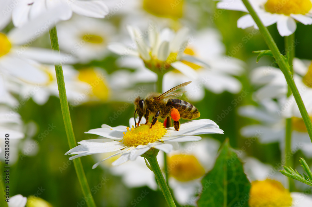 Bee on the flower