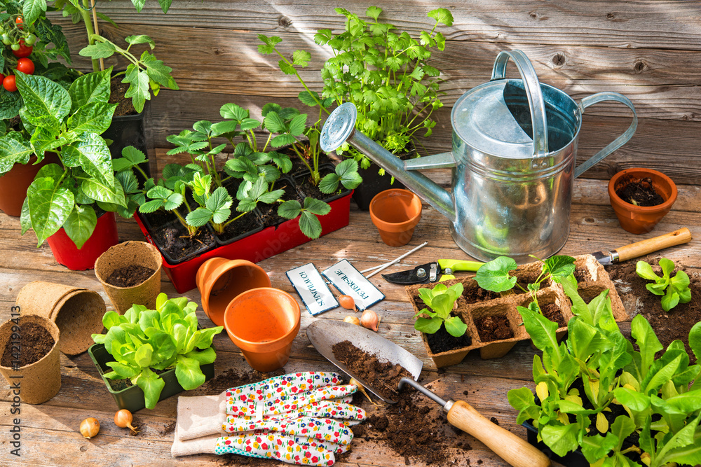 Planting seedlings in greenhouse