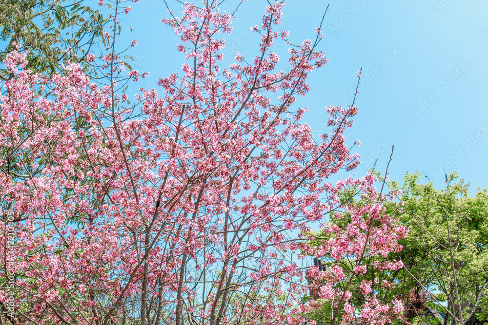 农场里的樱花