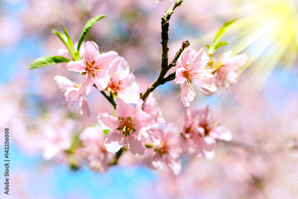 Fiori di pesco con raggi di sole