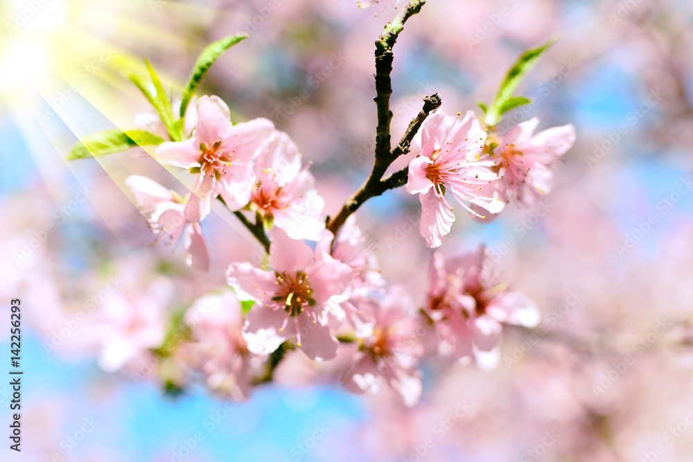 Fiori di pesco con raggi di sole