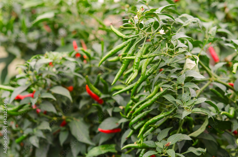 Red chili peppers on the tree in garden.