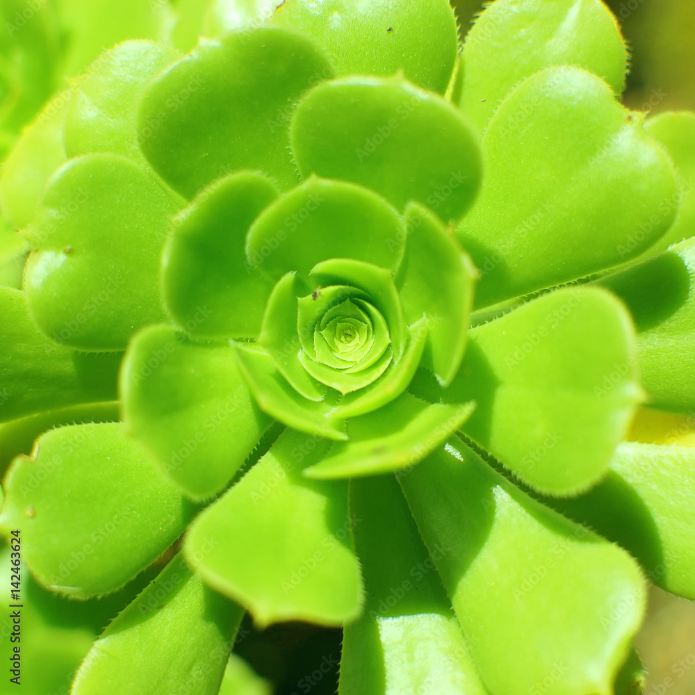 Primo piano di una pianta succulenta verde