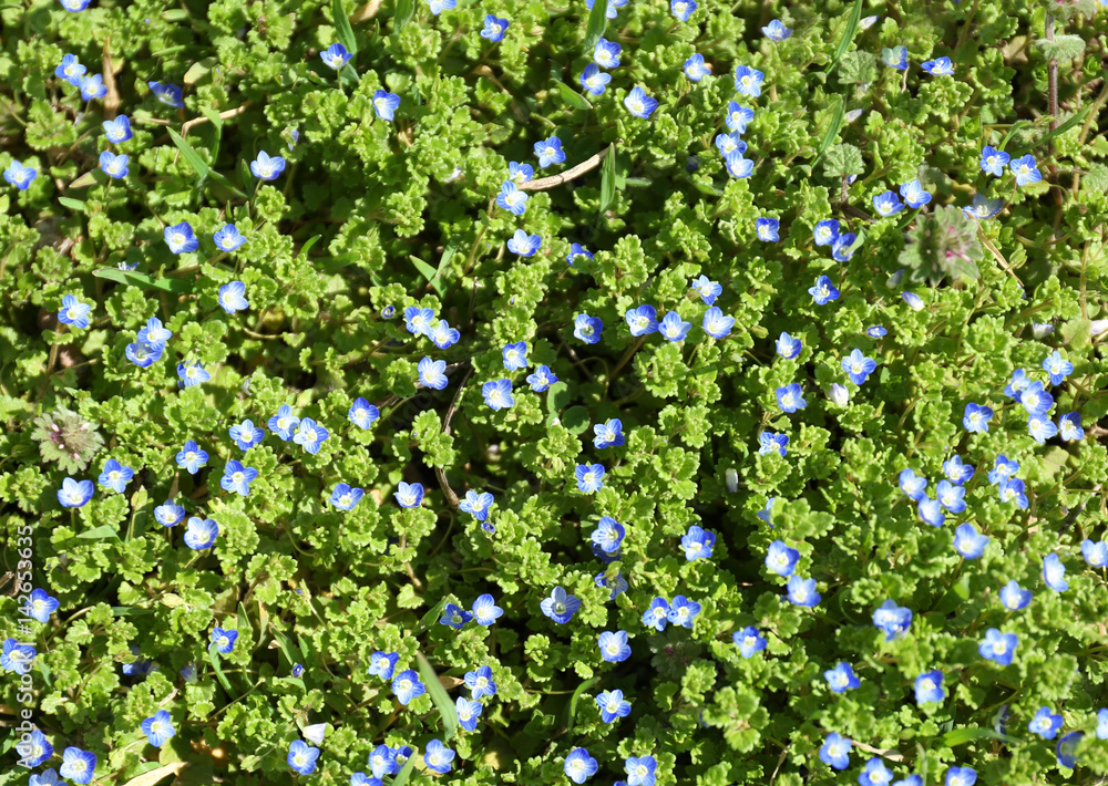 Beautiful blue flowers outdoors on sunny day, closeup