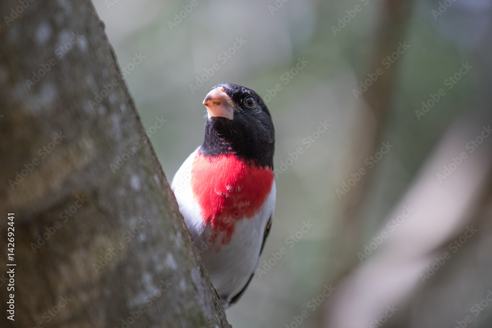 Tropical bird close-up - Rose-breasted Grosbeak (Pheucticus ludovicianus). Cancun, Mexico.