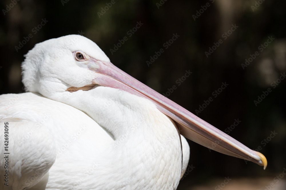 Tropical bird close-up - pelican.