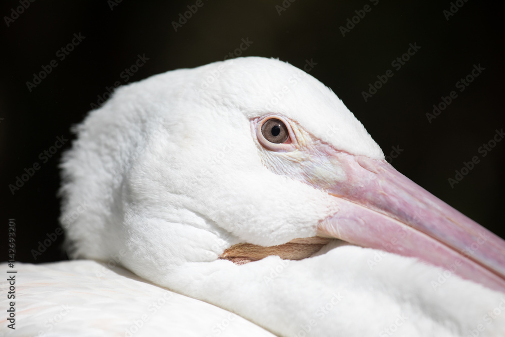 Tropical bird close-up - pelican.