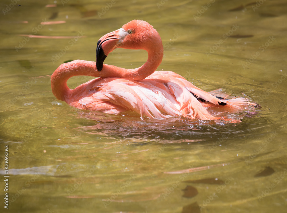 Tropical bird close-up - pink flamingo. Cancun, Mexico.