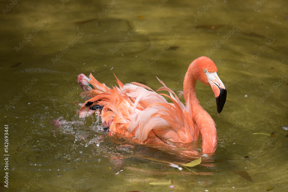 Tropical bird close-up - pink flamingo. Cancun, Mexico.