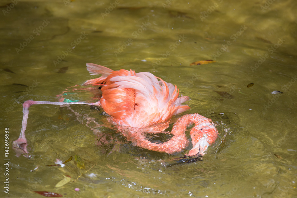 Tropical bird close-up - pink flamingo. Cancun, Mexico.