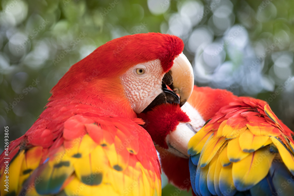 Tropical bird close-up - Scarlet macaw (Ara macao). Cancun, Mexico.