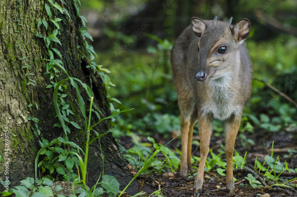 Bue duiker（Philantomba monticola）。斯威士兰