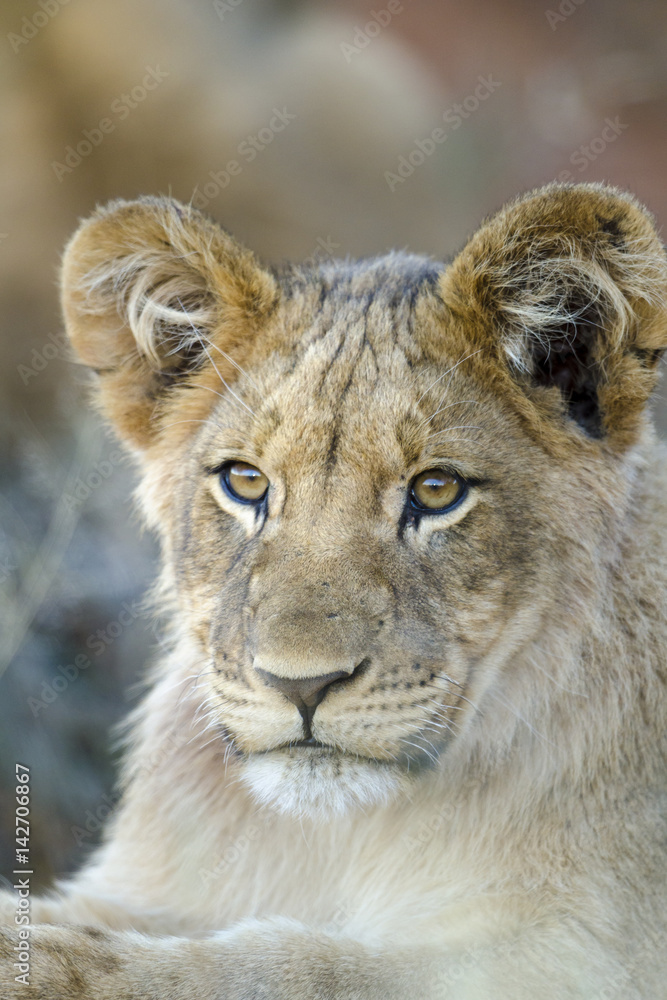 狮子（Panthera leo）幼崽。北开普省。南非。