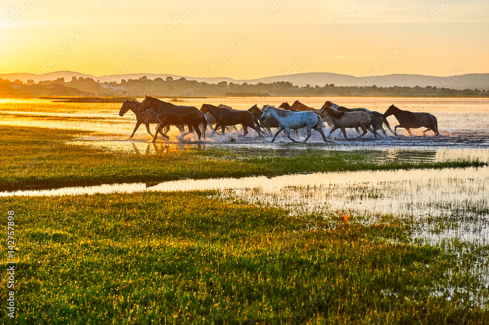 The horses on the prairie.