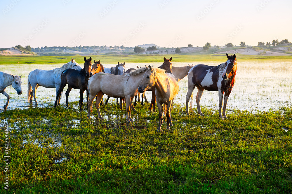 The horses on the prairie.