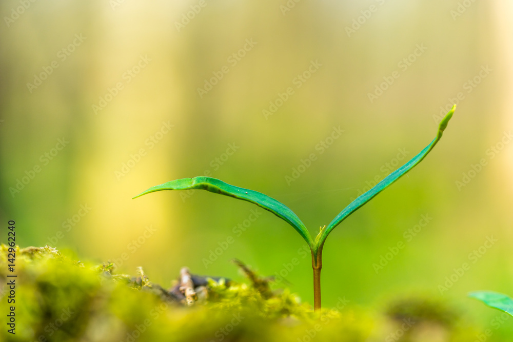 Junge Pflanze auf dem Waldboden