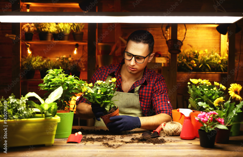 Happy man gardener transplants and watering flowers