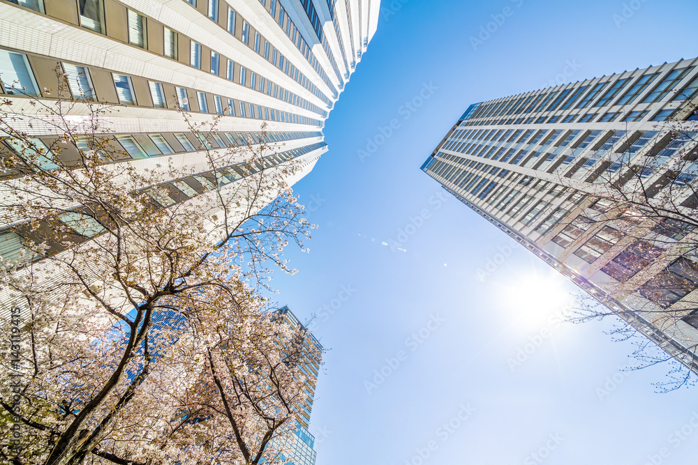 東京の桜