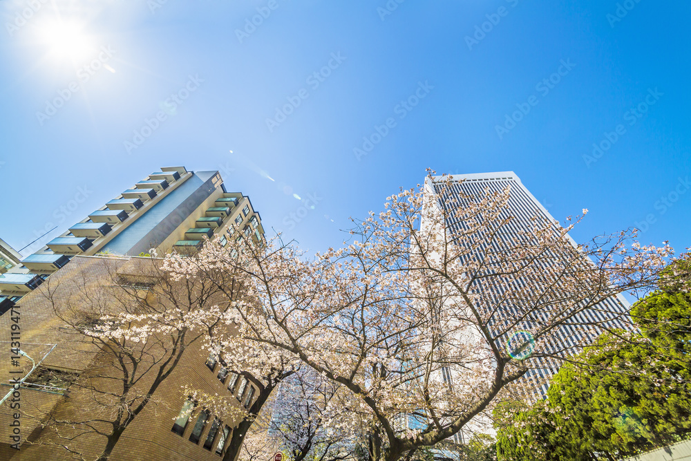 東京の桜