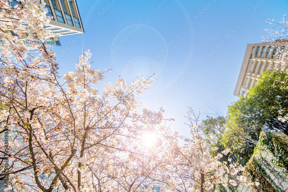 東京の桜