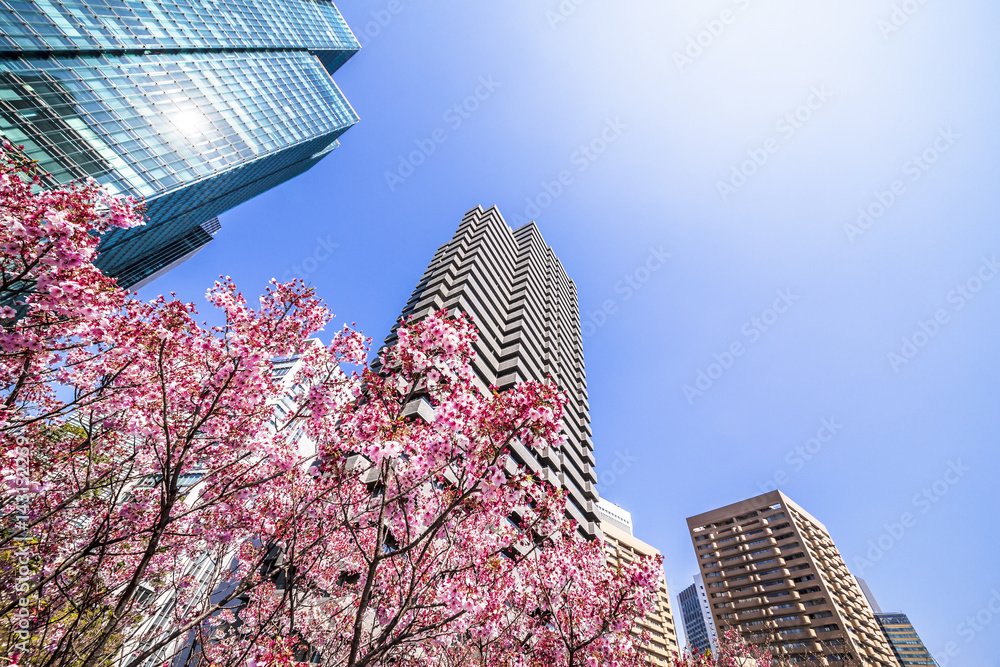 東京の桜