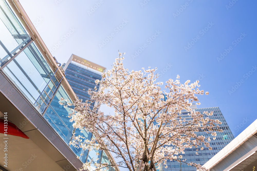 東京の桜