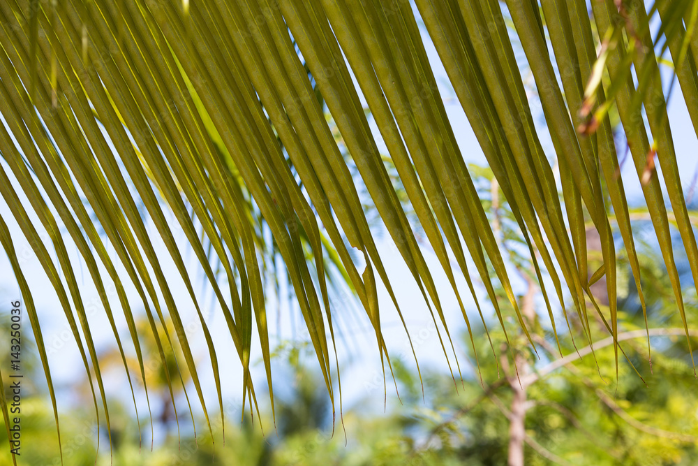 Palm tree leaves. Tropical image.