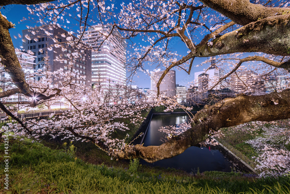 千鳥ヶ淵の夜桜