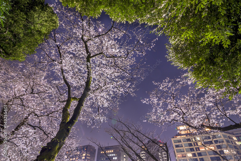 千鳥ヶ淵の夜桜