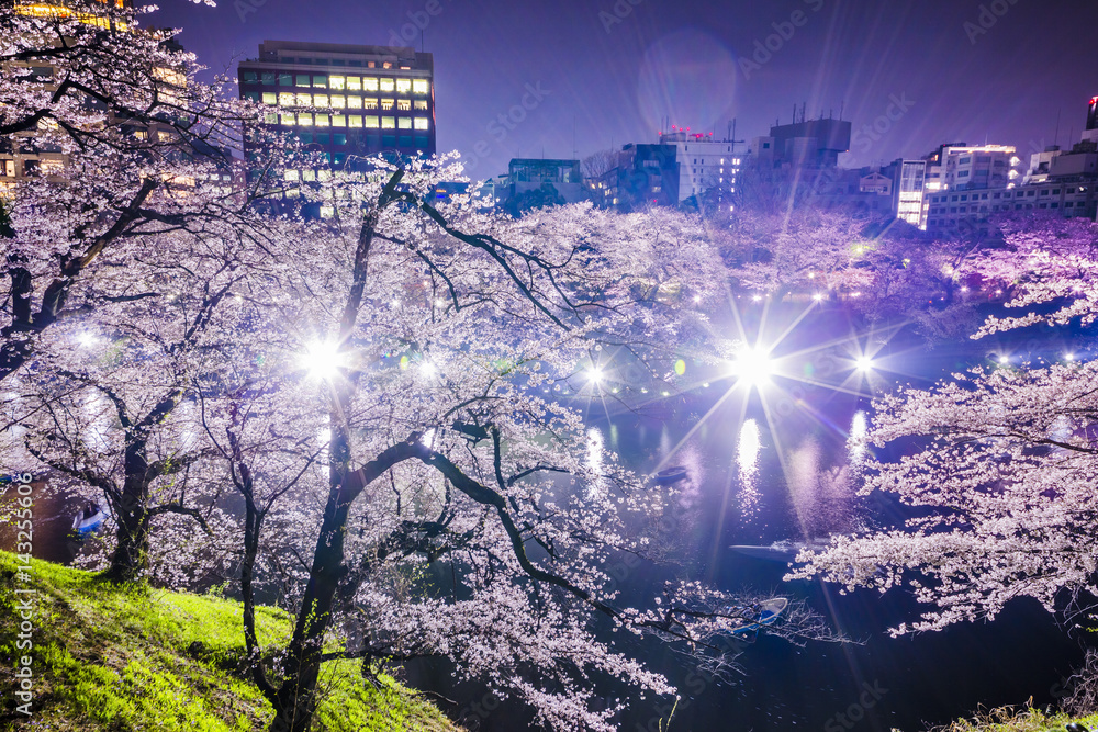 千鳥ヶ淵の夜桜