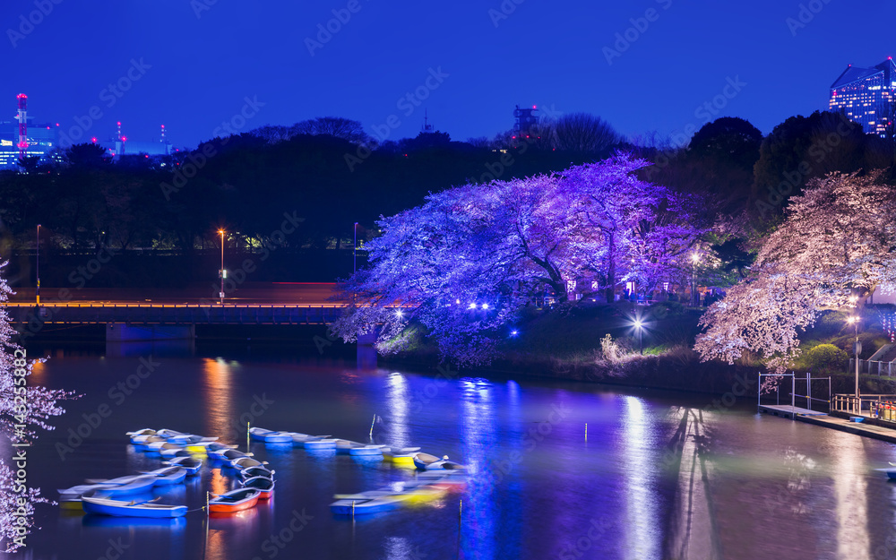 千鳥ヶ淵の夜桜